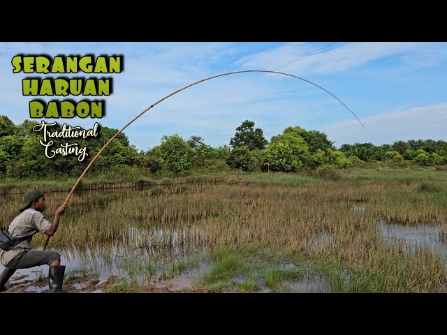 MAMAIR IWAK HARUAN/GABUS BABON IN LAKE PURUN HIDDEN ON THE EDGE OF THE FOREST