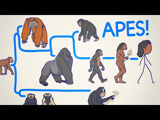 ALL THE APES, EXPLAINED 🦍🦧🚶‍♂️‍➡️