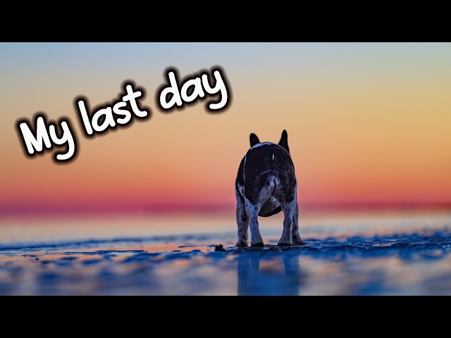 My last day - Tui the French Bulldog