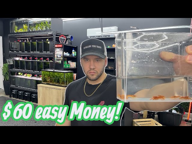 I Made $500/Month Selling Fish From 10-Gallon Tanks (Here’s Exactly How)