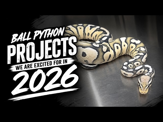 Best Ball Python Projects for 2026!