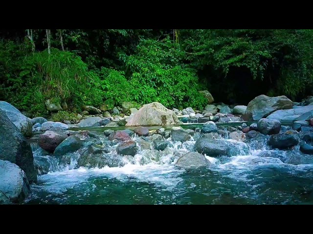 Calming River Sounds Sleep Therapy for Relaxation and Rejuvenation Overnight