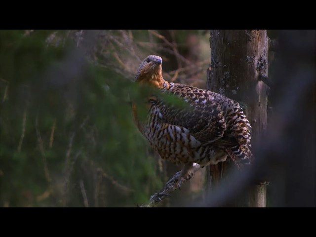 How Do Golden Eagles Survive Harsh Nordic Winters?