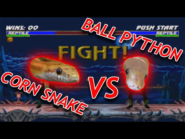 Best Beginner Pet Snake! | Ball Python Vs. Corn Snake!