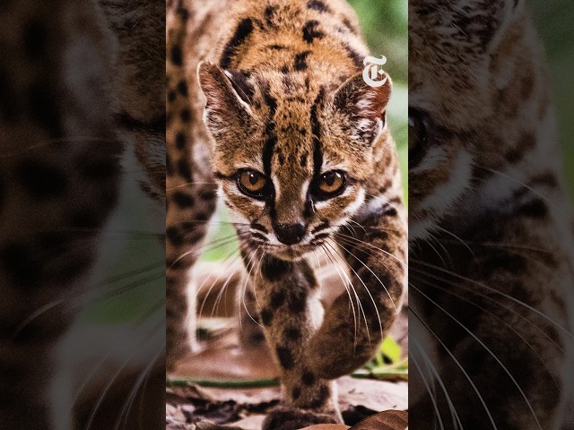 First New Cat Species Discovered in a Century