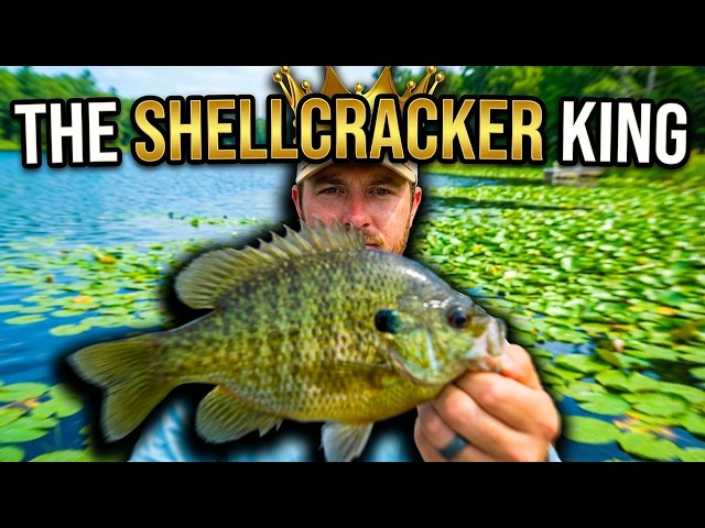 Consistently Catch Monster Shellcrackers