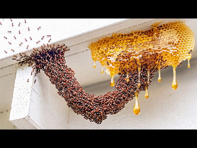 I Trained 1,000 Ants... This Happened