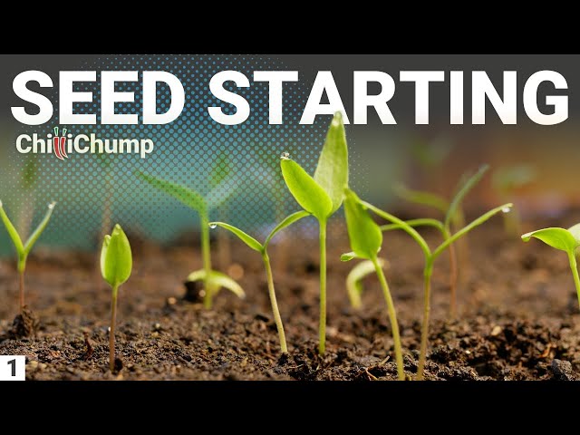Chilli Pepper Seed Starting - Episode 1