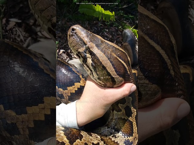 It is Not Easy To Catch Python