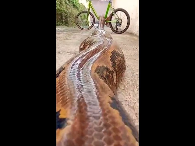 इतना बड़ा अजगर🧐 ||Indian python #viral #shorts #python #ajagar #india