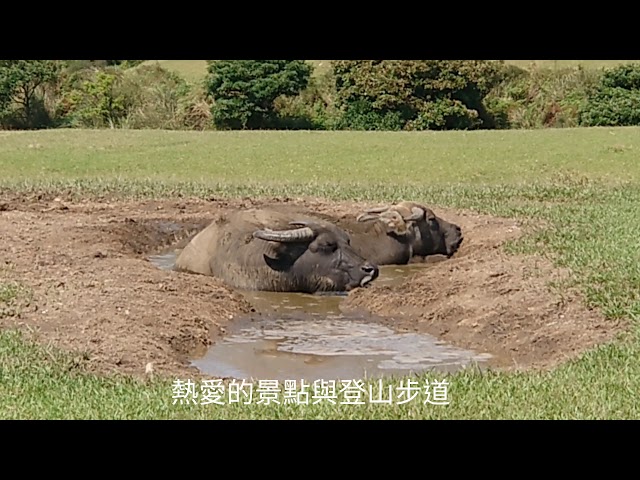 ［臺北星鑽步道］走進陽明山#擎天崗#冷水坑一吟遊（秋芒）美景