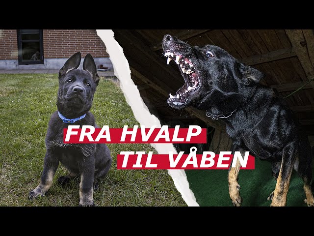 Sådan uddanner Forsvaret tjenestehunde!