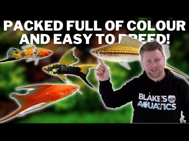 How to Keep Happy, Healthy Swordtails - Swordtail Fish Care and Breeding Guide