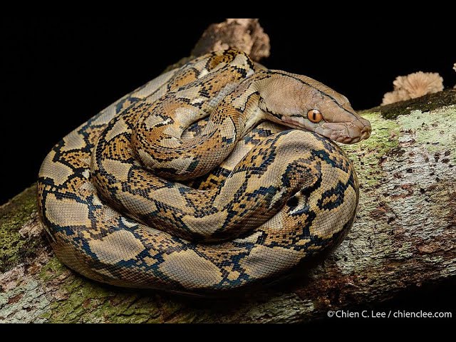 Píton reticulada Malayopython reticulatus