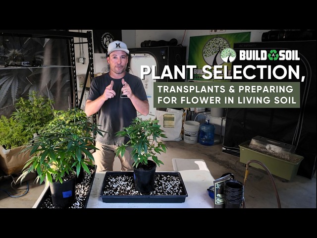 BuildASoil: 2x4 Grow Tent Season 3 // Week 10 Transplant, Living Soil Containers & Final Run Setup