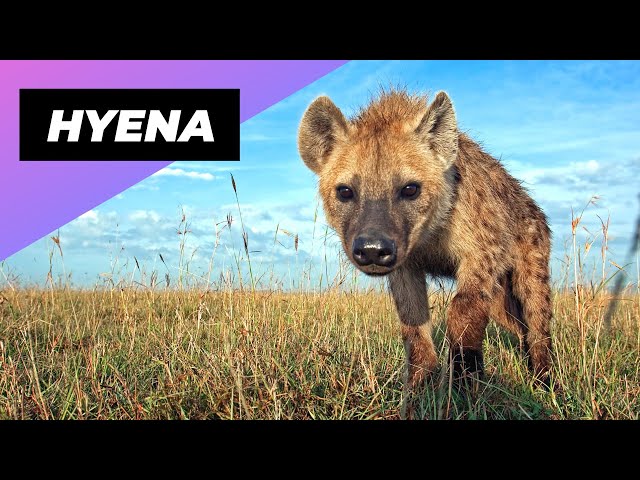 Hyena 🐻 One Of The Cutest But Dangerous Animals In The World #shorts