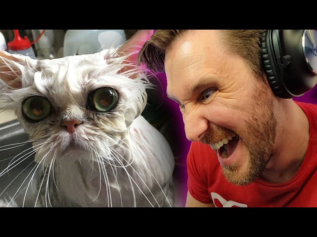 CATS ARE EVIL DONT BE FOOLED - SUNDAY FUNDAY