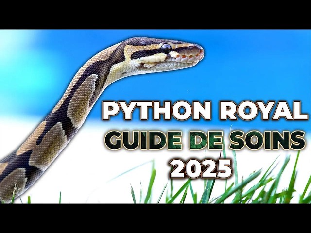 Le NOUVEAU guide du python royal pour débutants