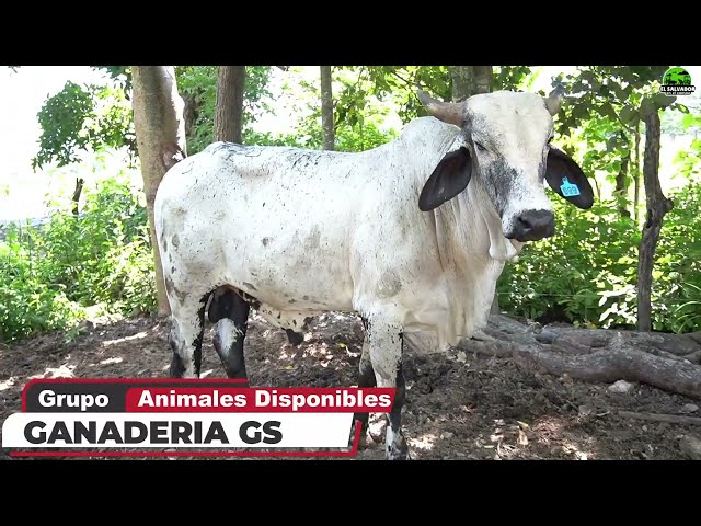 Purebred Gyr Bulls and Girolandos Tips on Embryos GS Livestock | El Salvador in the Field