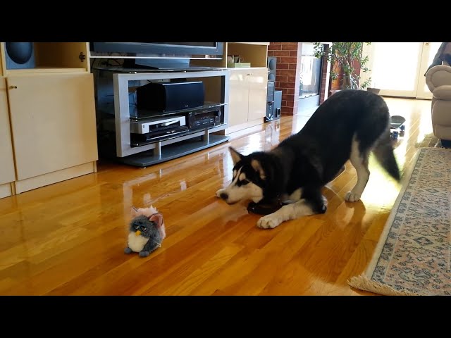 FUNNIEST Huskies 🤣 | 15 Minutes Best Videos