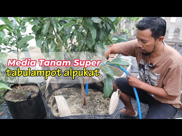 Tabulampot Alpukat Super Subur: Rahasia Media Tanam Terbaik!