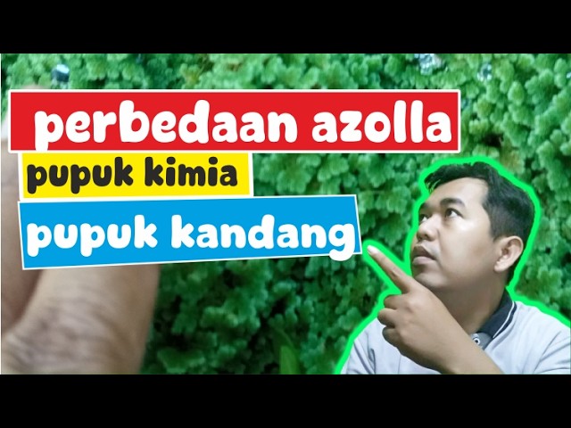 Differences Between Azolla Using Manure and Chemical Fertilizers