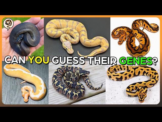 Let's Learn how to Identify Ball Python Genetics! - September Edition