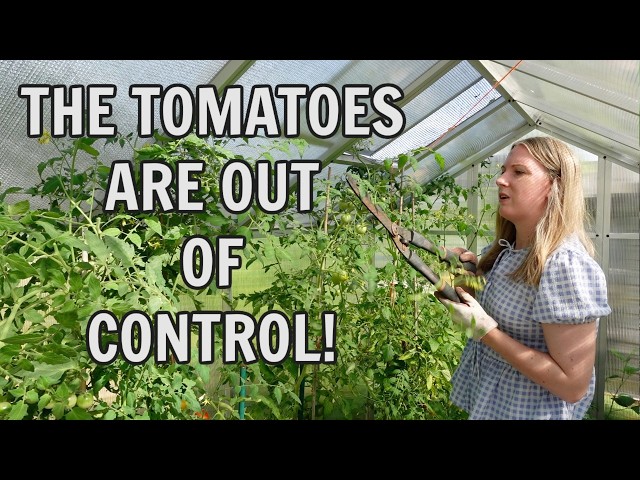 OUT OF CONTROL TOMATOES! / EMMA'S ALLOTMENT DIARIES
