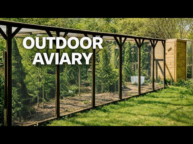 Inside my Outdoor Aviary | New Birds Aviary Rebuild + Rare Finches, Budgies & Canaries Update