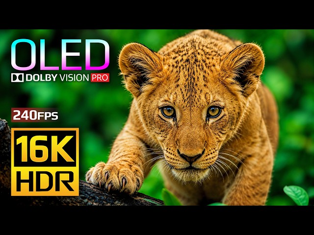 Baby Animals OLED HDR Showcase | 16K Dolby Vision 240fps Nature (4K • 8K Ultra HD TV)