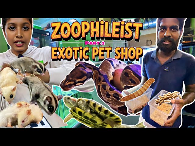 🐾 Zoophilist Exotic Pet in Chennai | Part 2 | Snakes, Sugar Gliders, Hamsters, Monster Fish & Birds 