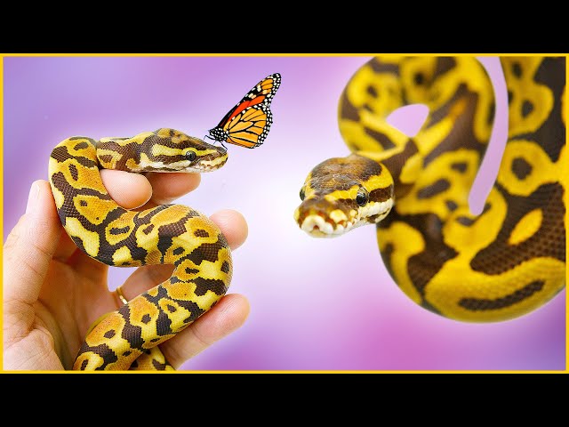 Monarch vs. Ultramel — WHICH ONE should you get?! My take! | #Hetflix 110