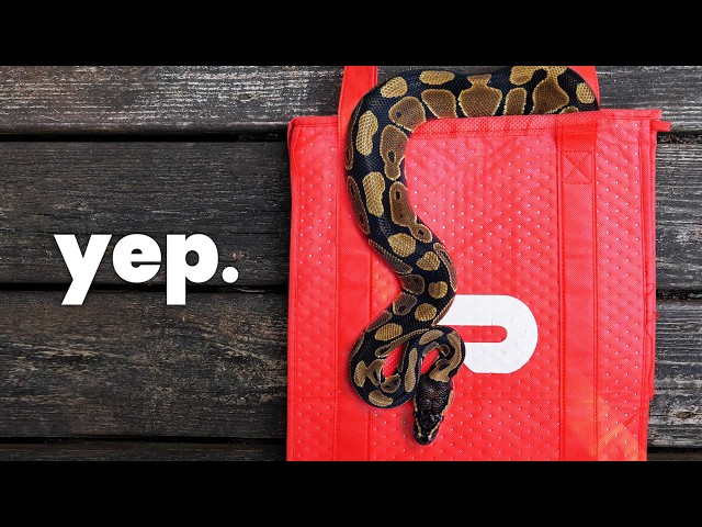 Will DoorDash Deliver Me a Ball Python?