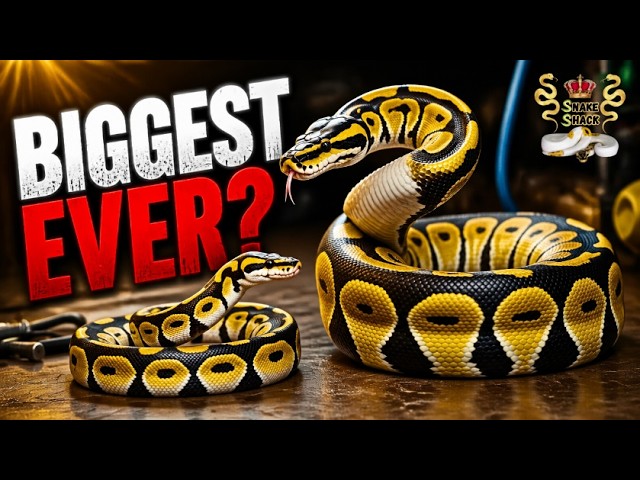 Could this ball python be the biggest one you have seen? Shadow, Delta, Diablo and Willow
