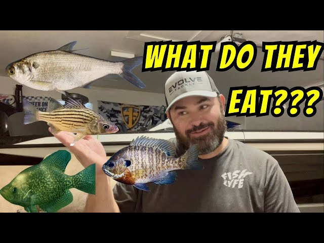 What do Big Bass Eat In the Hottest Summer Time Temps??? “Lake Fork Bass Fishing Tips”