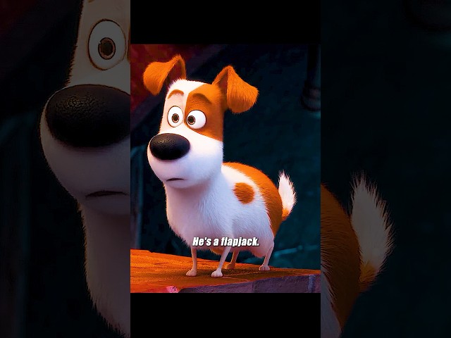 Stray animals ostracize domestic pets! || The Secret Life of Pets (2016).#movie #shortvideo #film