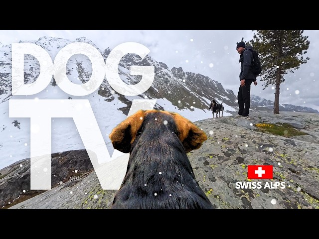 TheDogCam | 10hrs of Swiss Alps Virtual Dog Walks Along Frozen Mountain Paths 🐾🏔️ GoPro Dog POV