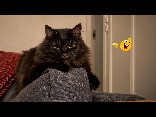 Impossible Try Not To Laugh 🐈| Funny Cats With Epic Fails Crazy Reactions & Cute Moments🐱🤣