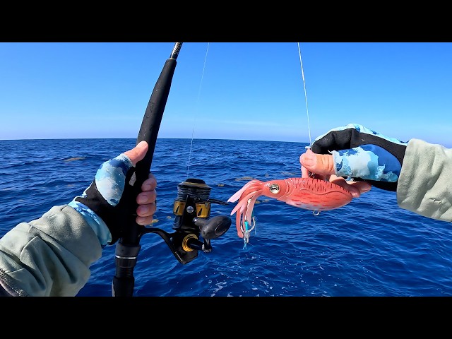 This Fish Out Here Love Squid! Offshore Alabama Fishing Gulf of America/Mexico