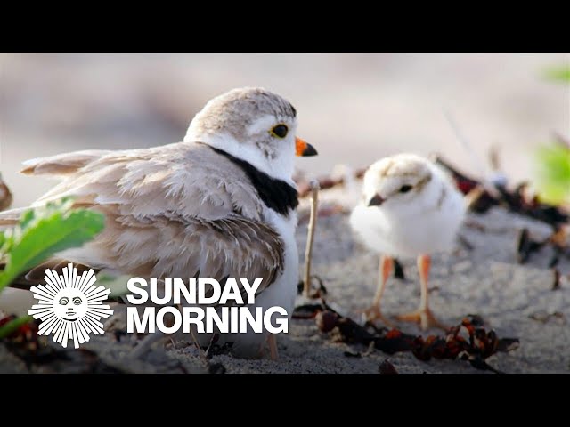 Nature: Piping plovers in Maine