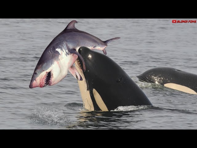 Killer Whale Vs Great White Shark! Which One is Stronger?