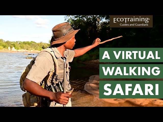 A Virtual Safari - Tracks and Signs | EcoTraining Live from Selati