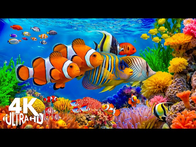 The Best 4K Aquarium 🐠 Discover Amazing Sea Animals & Vibrant Coral Reef Fish in Ul