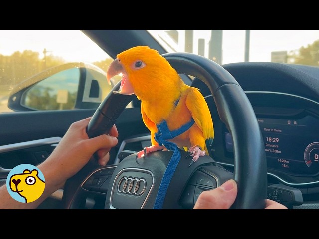 Quirky Parrot Wants To Be Part Of Everything
