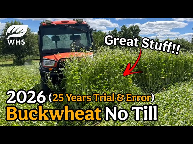 Buckwheat Cover Crop 2026
