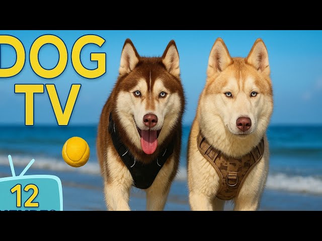 Dog TV: 12 Hours of Videos for Dogs Home Alone