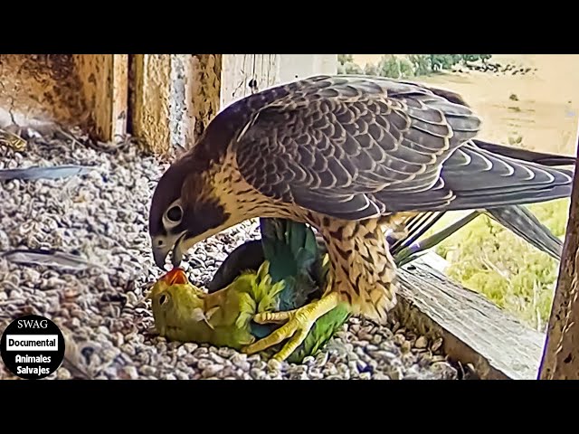 45 Momentos Feroces De Aves Rapaces Y Cacerías Atrevidas | Animales Salvajes
