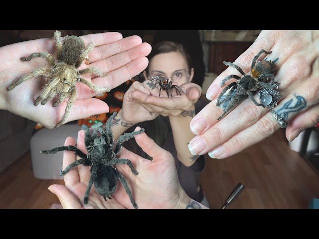 HOLDING my TARANTULAS!.. How to (AND how NOT to)