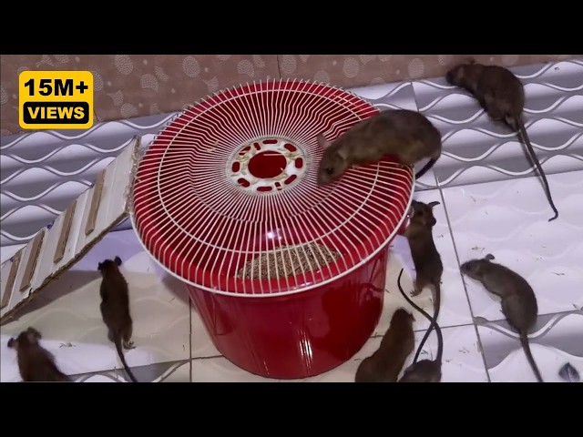 Mouse Trap 2026 | Mouse Trap Setup | Plastic Bucket Mouse Trap | Live Catch Mouse Trap 2026