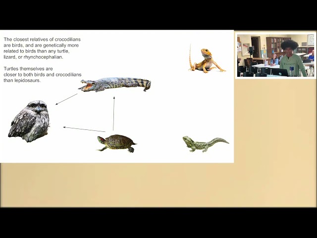 Reptile Evolution In The Mesozoic - San Diego Herpetological Society Presentation - 08/19/2025
